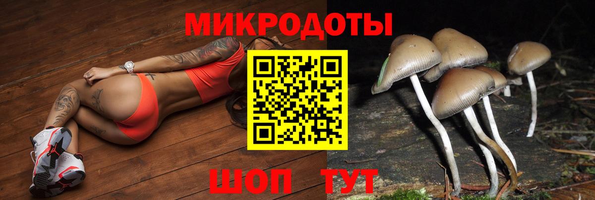 Галлюциногенные грибы Psilocybine cubensis Ачинск